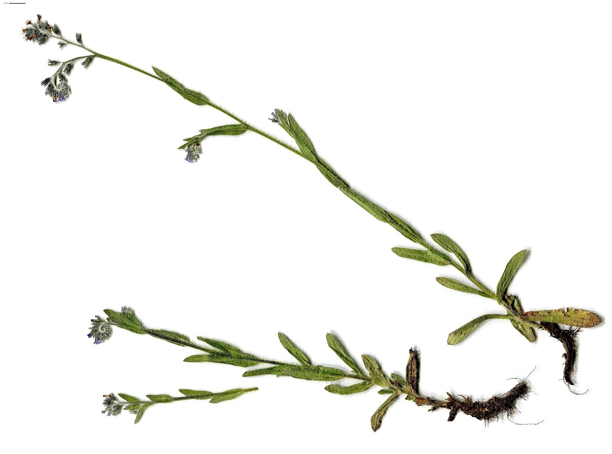 Myosotis dubia (Boraginaceae)